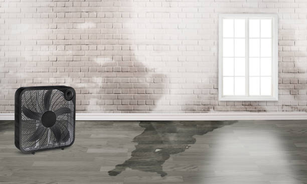 Best Flooded house restoration  in Benton, LA